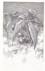 Esquieu